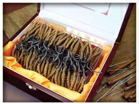 惠安冬虫夏草回收